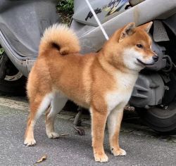 picture of dog