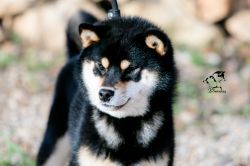 picture of dog