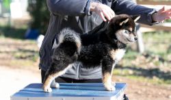picture of dog