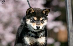 picture of dog
