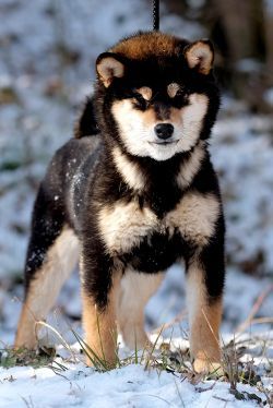 picture of dog