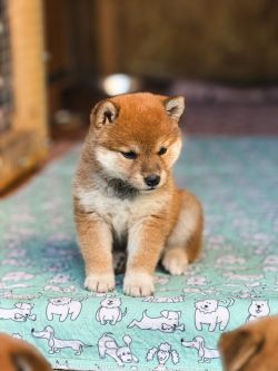 picture of dog