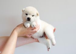 picture of dog