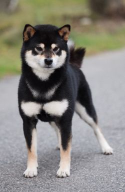 picture of dog