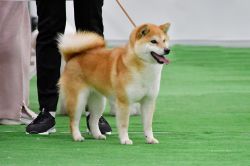 picture of dog