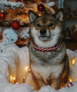 picture of dog