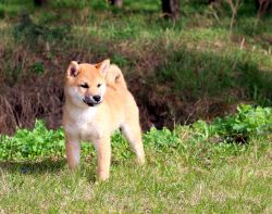 picture of dog