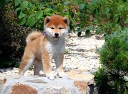 picture of dog