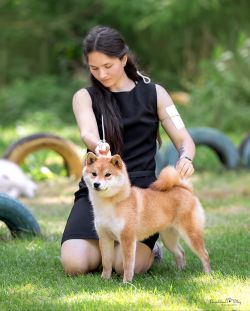 picture of dog