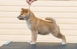 picture of dog