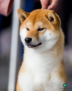 picture of dog