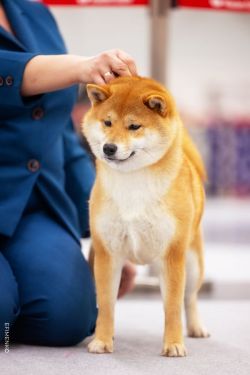 picture of dog