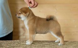 picture of dog
