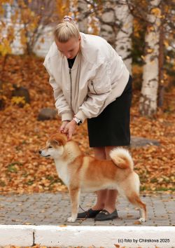 picture of dog