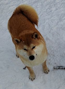 picture of dog