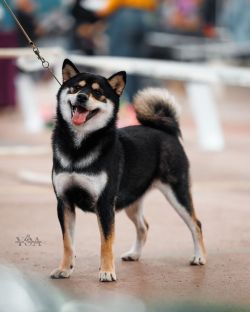 picture of dog