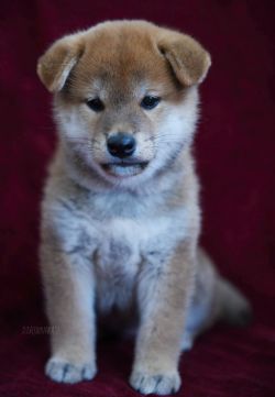 picture of dog