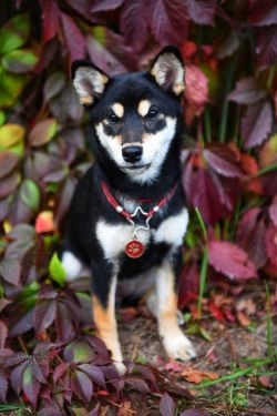 picture of dog