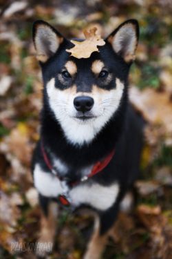 picture of dog