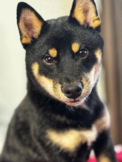 picture of dog