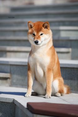 picture of dog