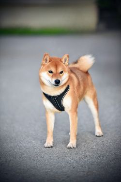 picture of dog