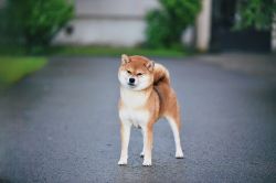 picture of dog