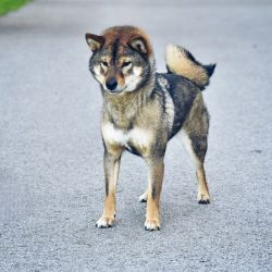 picture of dog