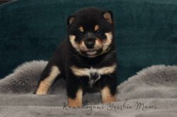 picture of dog