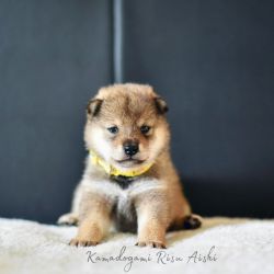 picture of dog