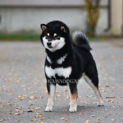 picture of dog