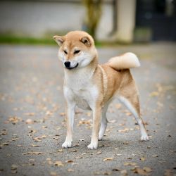 picture of dog