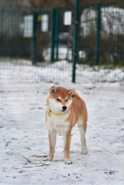 picture of dog