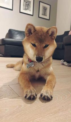 picture of dog