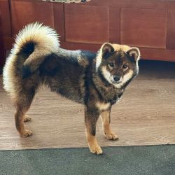 picture of dog