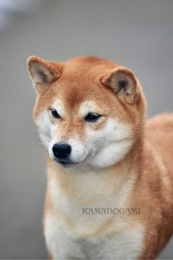 picture of dog