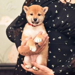 picture of dog