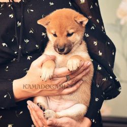 picture of dog