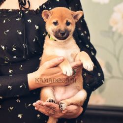 picture of dog