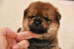 picture of dog