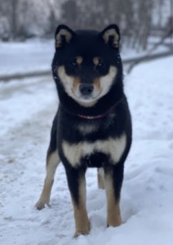 picture of dog