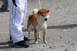 picture of dog