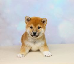 picture of dog