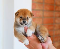 picture of dog