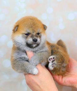 picture of dog