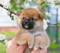 picture of dog