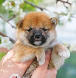 picture of dog