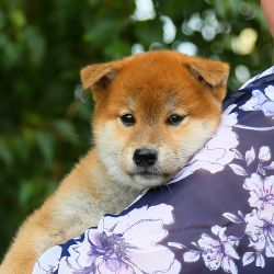 picture of dog