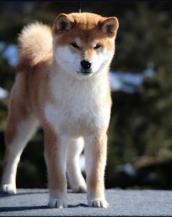 picture of dog