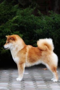 picture of dog